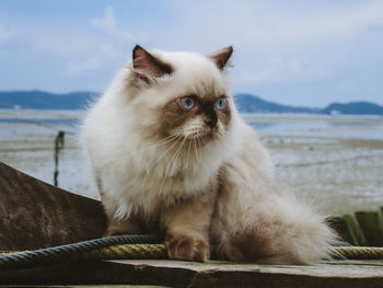 Close-up of a cat looking at sea