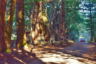 Road passing through forest