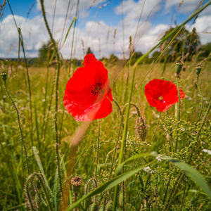 Close-up of red poppy flower on field