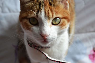 Close-up portrait of cat
