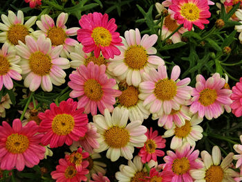 High angle view of pink flowering plants