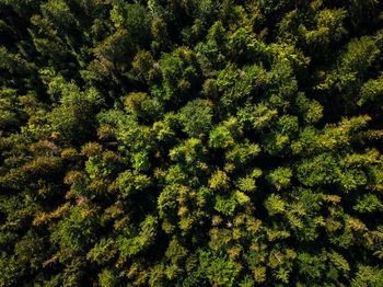 High angle view of tree in forest