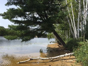 Scenic view of lake by trees against sky