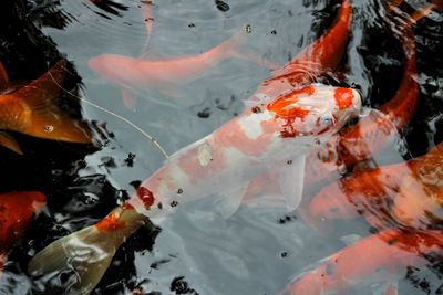 High angle view of koi carps swimming in pond