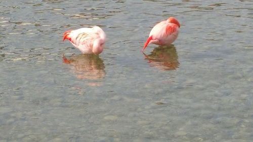 Birds in water