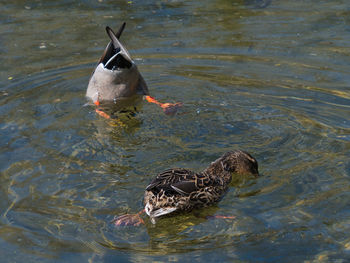 High angle view of duck swimming in lake