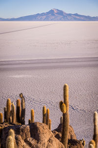 Scenic view of desert against sky