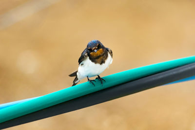 Close-up of bird perching on blue wall