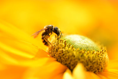 Close-up of insect on yellow flower