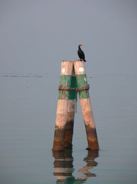 Bird perching on lake against sky