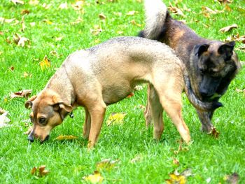 Dogs playing on field