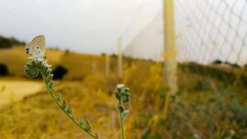 Close-up of yellow flowers against sky