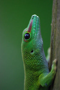 Close-up of lizard