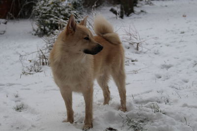 Dog on snow covered land