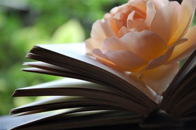 Close-up of rose inside an open book