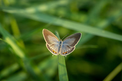 Close-up of butterfly on plant