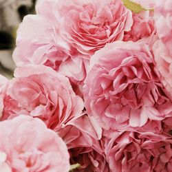 Close-up of pink rose bouquet