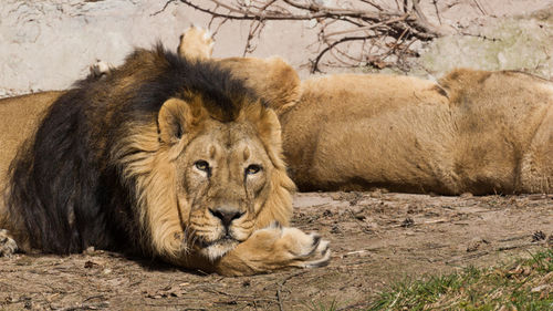 Portrait of lion lying