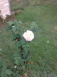 Close-up of flower blooming in garden