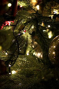 Close-up of christmas tree