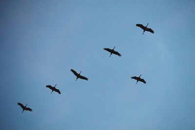 Low angle view of birds flying in sky