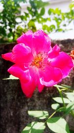 Close-up of pink flowering plant