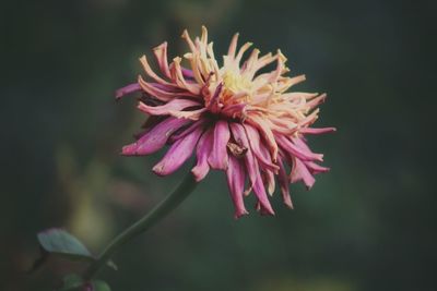 Close-up of pink flower