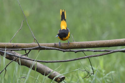 Close-up of bird perching on branch