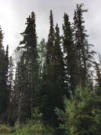 Low angle view of trees in forest against sky