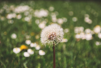 Close-up of dandelion