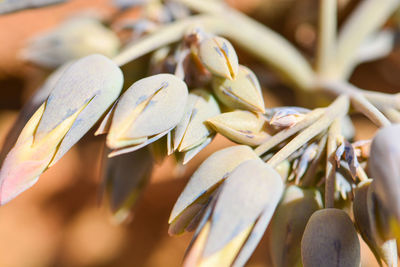 Close-up of plants