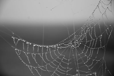 Waterdrops and a spiderweb on a foggy morning. 