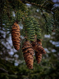 Close-up of pine tree