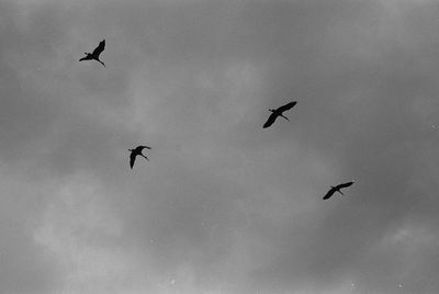 Low angle view of birds flying in sky