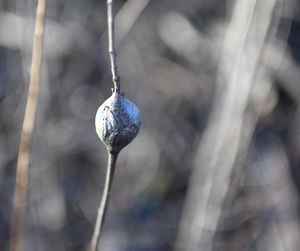 Close-up of crystal ball hanging on tree