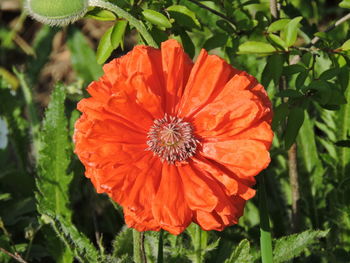 Close-up of orange flower blooming outdoors