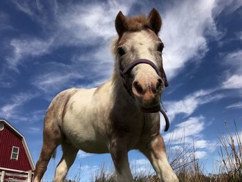 Low angle view of horse against sky