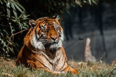 Tiger sleeping on grass close up