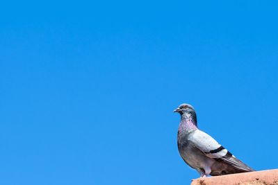 Low angle view of bird perching against clear blue sky