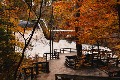 Trees by lake during autumn