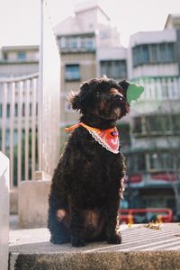 Close-up of dog sitting outdoors