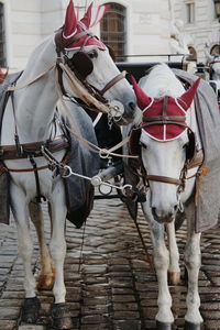 Horse cart on street