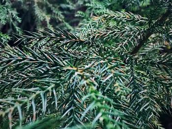 Close-up of pine tree