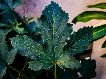 Close-up of wet plant leaves