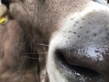 Close-up of cat