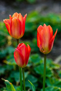 Close-up of red tulips blooming outdoors