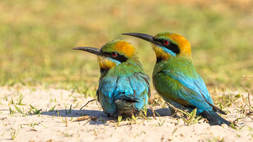 Close-up of bird perching on field