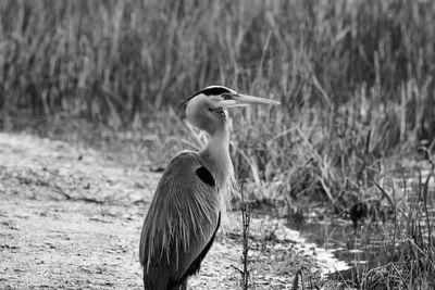 High angle view of gray heron on field