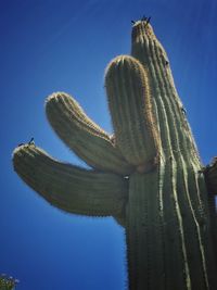 Low angle view of prickly pear cactus against clear blue sky