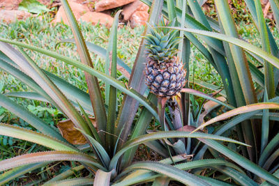 Close-up of plants growing outdoors